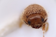 Hypocryphalus ovalicollis 14425