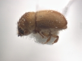 Hypocryphalus sp_1422Florida 12474