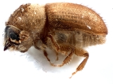 Hypocryphalus sp_1422Florida 12475