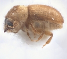 Hypocryphalus sp_1422Florida 12475