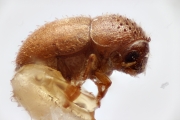 Hypocryphalus perminimus 14946