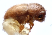 Hypocryphalus perminimus 14946