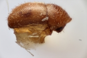 Hypocryphalus perminimus 14947
