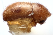 Hypocryphalus perminimus 14947