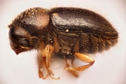Hypocryphalus sp2051_CangarFicusScaly 14896
