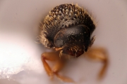 Hypocryphalus sp2051_CangarFicusScaly 14896