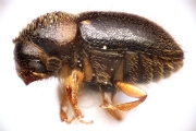 Hypocryphalus sp2051_CangarFicusScaly 14896