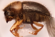 Hypocryphalus sp2051_CangarFicusScaly 14895