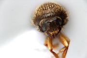 Hypocryphalus sp2051_CangarFicusScaly 14895