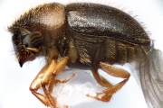Hypocryphalus sp2051_CangarFicusScaly 14895