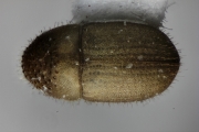 Hypocryphalus sp_1422Florida 12475