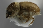 Hypocryphalus sp_1422Florida 12475