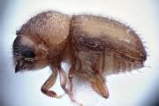 Hypocryphalus sp_1422Florida 15114