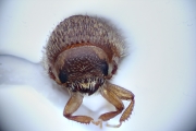 Hypocryphalus sp_1422Florida 15114
