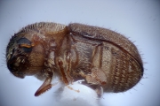 Hypocryphalus sp_1422Florida 15114