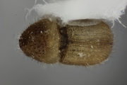 Hypocryphalus sp_1422Florida 15115
