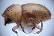 Hypocryphalus sp_1422Florida 15117