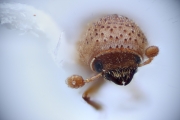Hypocryphalus sp_1422Florida 15117
