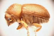 Cryphalus sp2032_SpurOnFemur 12478