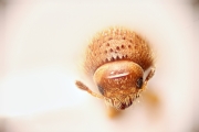 Cryphalus sp2032_SpurOnFemur 12478