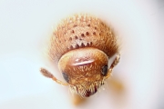 Cryphalus sp2032_SpurOnFemur 12478