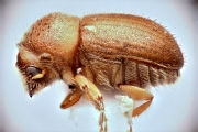 Cryphalus sp2032_SpurOnFemur 12478