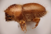 Hypocryphalus longipilis 13511