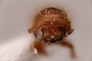 Hypocryphalus longipilis 13511
