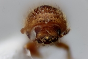 Hypocryphalus longipilis 13511