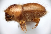 Hypocryphalus longipilis 13511