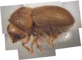 Hypocryphalus spp 12479