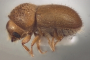 Hypocryphalus spp 12479