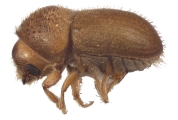 Hypocryphalus spp 12479