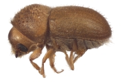 Hypocryphalus spp 12479