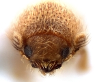Cryphalus sp_BigEyesSmallAsperities 13512