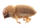 Cryphalus sp_BigEyesSmallAsperities 13512