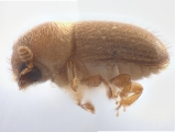 Cryphalus sp_BigEyesSmallAsperities 13512