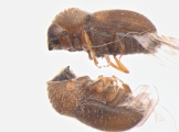 Cryphalus sp2032_SpurOnFemur 14512