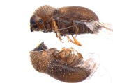 Cryphalus sp2032_SpurOnFemur 14512