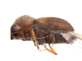 Hypocryphalus mangiferae 11077