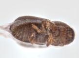 Hypocryphalus mangiferae 11077