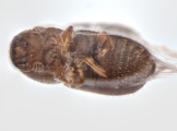 Hypocryphalus mangiferae 11077