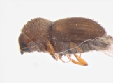 Hypocryphalus mangiferae 11077