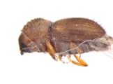 Hypocryphalus mangiferae 11077