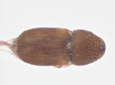 Hypocryphalus mangiferae 11077