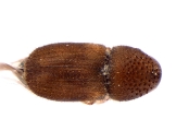 Hypocryphalus mangiferae 11077