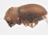 Cryphalus sp2032_SpurOnFemur 14512