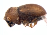 Cryphalus sp2032_SpurOnFemur 14512