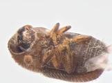 Cryphalus sp2032_SpurOnFemur 14512