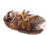 Cryphalus sp2032_SpurOnFemur 14512